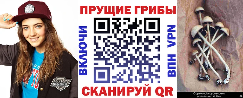 Купить где  Ревда  Галлюциногенные грибы Psilocybine cubensis 